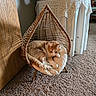 animal, carpet, cat, cozy, cushion, cute, daylight, furniture, home, indoor, lace_tablecloth, living_room, orange_cat, pet, relaxed, resting, table, white_cat, wicker_chair, wooden_surface