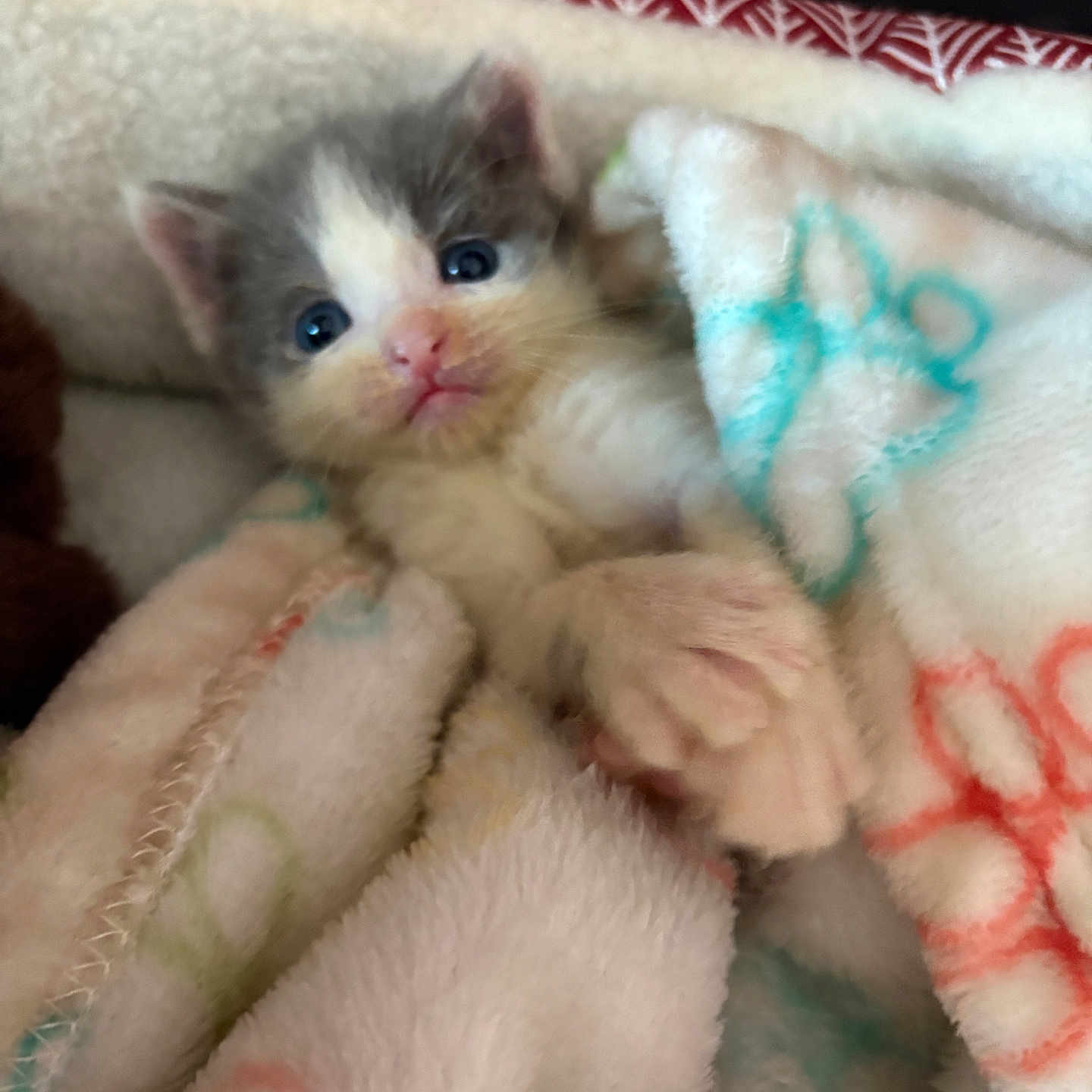 Taco is registered to the contest to win money with this photo: kitten, cat, animal, pet, blue_eyes, blanket, cozy, fur, cute, small, soft, indoor, resting, comfort, young, mammal, pink_nose, whiskers, sleepy, domestic