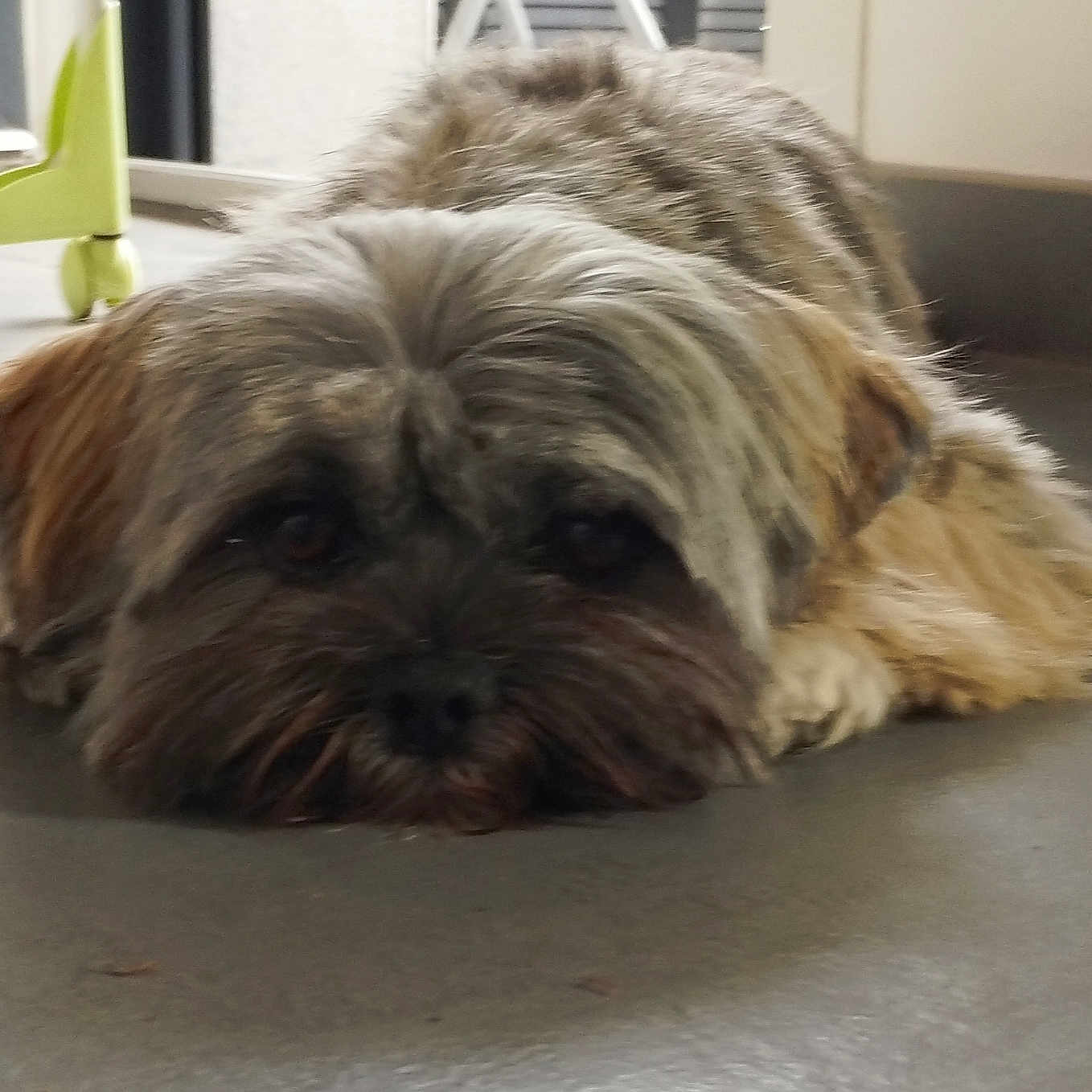 Violette a rejoint le concours — aidez-le/la à gagner de superbes lots ! animal, brown, calm, cute, dog, ears, face, floor, fluffy, fur, home, indoor, lying_down, pet, quiet, relaxed, resting, small_dog, toy, window