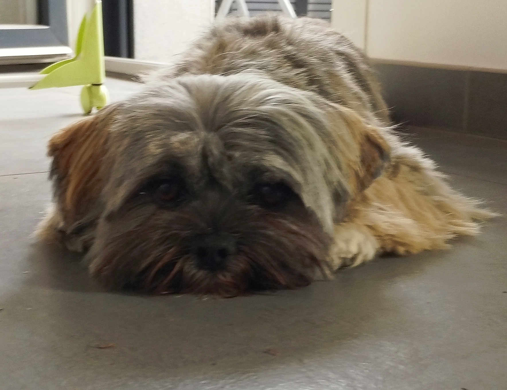 Violette a rejoint le concours — aidez-le/la à gagner de superbes lots ! dog, indoor, floor, lying_down, fluffy, pet, animal, relaxed, brown, small_dog, toy, window, home, fur, cute, resting, calm, face, ears, quiet