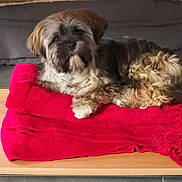 Violette a rejoint le concours — aidez-le/la à gagner de superbes lots ! animal, blanket, comfort, couch, cozy, cute, dog, domestic, fur, fur_texture, home, indoor, laying, mammal, pet, red, relaxed, resting, scruffy, wooden_surface