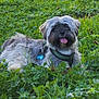 Violette a rejoint le concours — aidez-le/la à gagner de superbes lots ! dog, grass, outdoor, pet, tongue, collar, greenery, happy, canine, fur, nature, sunlight, animal, playing, resting, tag, summer, cute, friendly, mammal