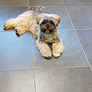 Violette participe au concours pour gagner de l'argent avec cette photo : dog, small_dog, lying_down, indoor, tile_floor, curious, fluffy, pet, animal, floor, resting, looking_at_camera, domestic, companion, cute, fur, brown_and_white, paws, ears, chair_leg