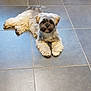 dog, small_dog, lying_down, indoor, tile_floor, curious, fluffy, pet, animal, floor, resting, looking_at_camera, domestic, companion, cute, fur, brown_and_white, paws, ears, chair_leg