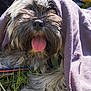 dog, tongue_out, fur, towel, grass, leash, outdoor, pet, animal, playful, sunlight, closeup, cute, fluffy, relaxed, nature, canine, happy, resting, daytime