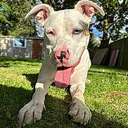 Ragnar joined the competition — help win amazing prizes! black_spot, blue_eye, close_up, collar, dog, ears, grass, heterochromia, muddy_paws, outdoor, pet, pink_nose, playful, shadow, shed, sunlight, tongue_out, trees, white_fur, yard