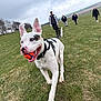 ball, blue_eye, cloudy_sky, collar, distant_people, dog, field, grass, group_walk, happy, horizon, leash, outdoor, park, people, playful, running, tongue, trees, white_dog