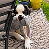 Sky joined the competition — help win amazing prizes! animal, backyard, bunny, chair, cute, dog, flower_pot, flowers, garden, grass, outdoor, patio, pet, playful, puppy, relaxing, rug, stuffed_animal, summer, toy