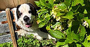 Sky joined the competition — help win amazing prizes! animal, bench, dog, flower, garden, grass, greenery, happy, leaf, nature, outdoor, pet, plants, resting, saint_bernard, shade, summer, sunlight, tongue_out, wooden_fence