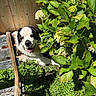 animal, bench, dog, flower, garden, grass, greenery, happy, leaf, nature, outdoor, pet, plants, resting, saint_bernard, shade, summer, sunlight, tongue_out, wooden_fence