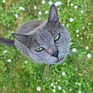 Grigri a rejoint le concours — aidez-le/la à gagner de superbes lots ! cat, gray_cat, green_eyes, close_up, outdoor, grass, flowers, nature, pet, animal, cute, whiskers, ears, feline, curious, portrait, blurred_background, daylight, muzzle, nose