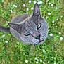 cat, gray_cat, green_eyes, close_up, outdoor, grass, flowers, nature, pet, animal, cute, whiskers, ears, feline, curious, portrait, blurred_background, daylight, muzzle, nose
