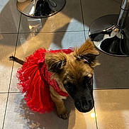Lana joined the competition — help win amazing prizes! puppy, dog, red_dress, tutu, tile_floor, bar_stool, indoor, pet, fur, ears, shadow, cute, small, looking_up, domestic_animal, young, playful, floor, reflection, metal