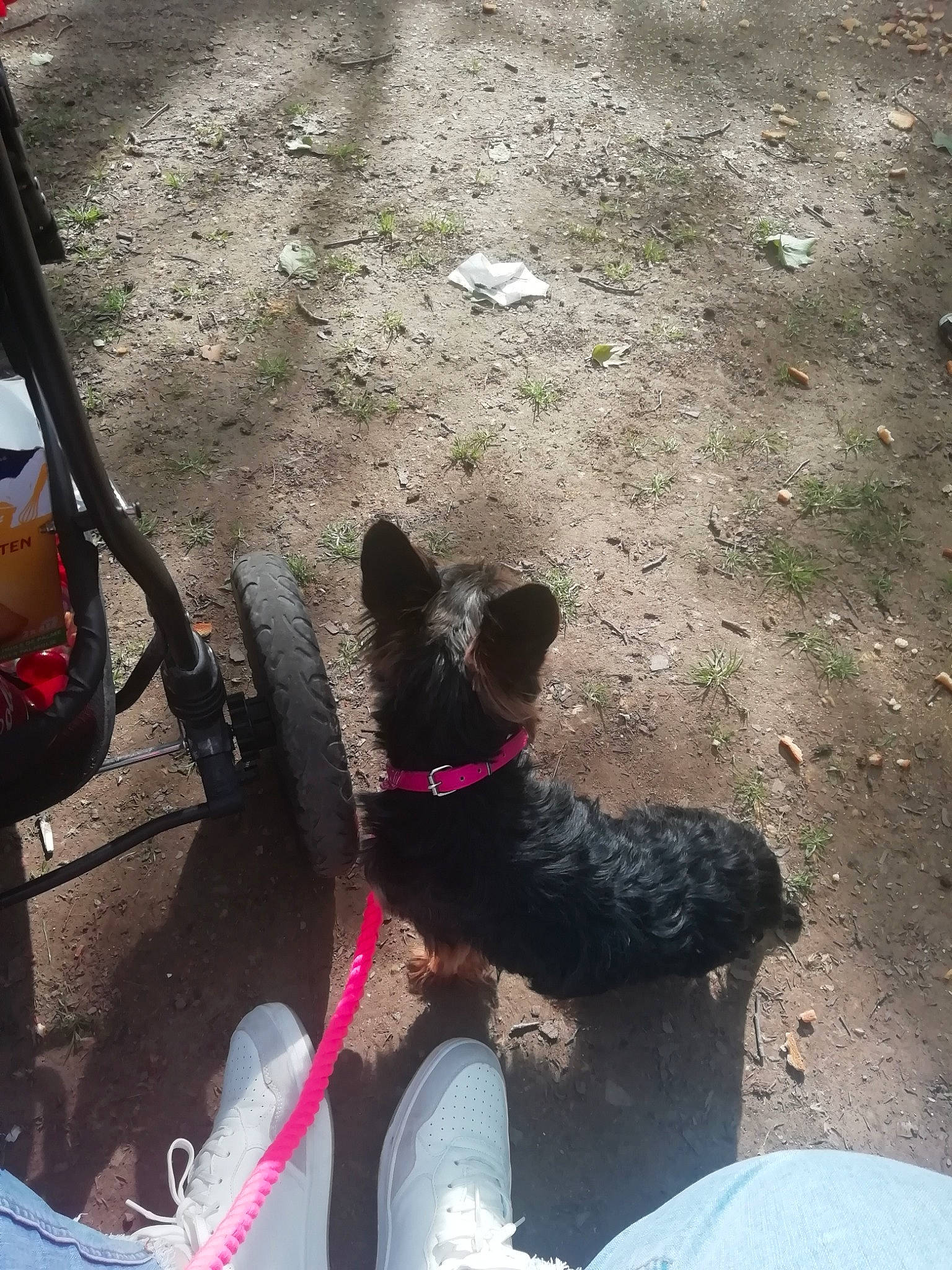 Minnie participe au concours pour gagner de l'argent avec cette photo : carnivore, collar, companion_dog, dog, dog_breed, dog_collar, fawn, felidae, foot, grass, human_leg, leash, pet_supply, road_surface, small_to_medium_sized_cats, snout, sporting_group, tail, tints_and_shades, working_animal