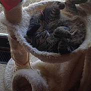 Shenzi is registered to the contest to win money with this photo: