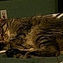 Shenzi joined the competition — help win amazing prizes!