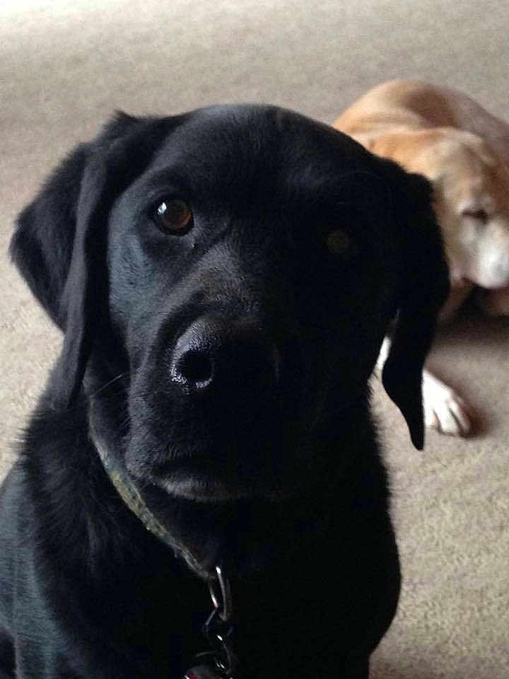Lulu