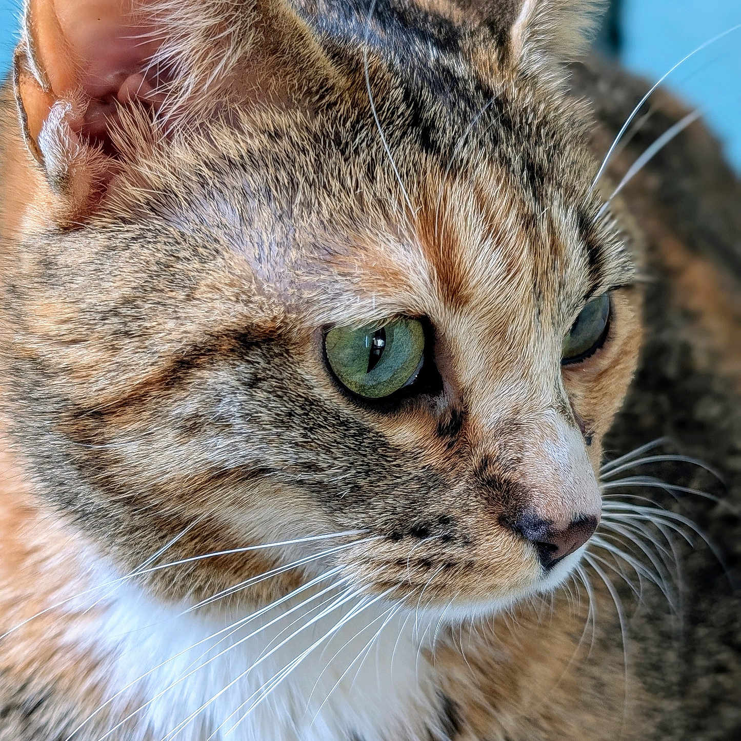 Yuna participe au concours pour gagner de l'argent avec cette photo : adorable, attentive, cat, close_up, curiosity, domestic_cat, ear, feline, fur, green_eyes, indoor, macro_photography, muzzle, nose, pet, portrait, profile_view, tabby, texture, whiskers