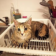 Yuna a rejoint le concours — aidez-le/la à gagner de superbes lots ! cat, tabby_cat, pet, kitchen, sink, dish_dryer, dish_rack, faucet, soap_dispenser, utensils, tiles, curious, green_eyes, ears, fur, whiskers, domestic_animal, indoor, cute, sitting