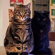 Roy a rejoint le concours — aidez-le/la à gagner de superbes lots ! animal, background, black_cat, cat, companions, cozy, cute, domestic_animal, eyes, feline, fur, furry, indoor, papers, pets, poster, sitting, tabby_cat, table, whiskers