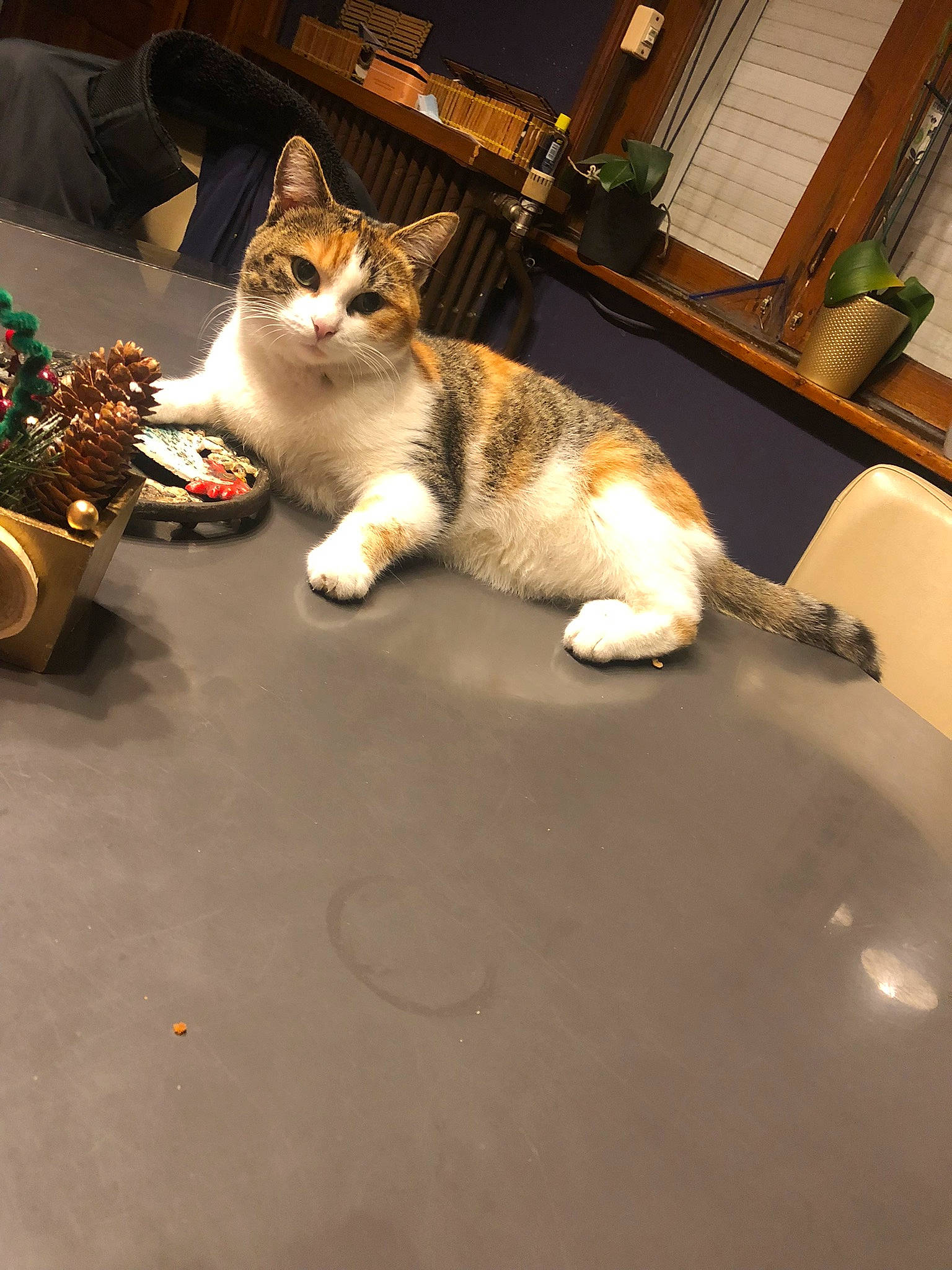 Babou a rejoint le concours — aidez-le/la à gagner de superbes lots ! brown, carnivore, cat, comfort, domestic_short_haired_cat, felidae, flooring, fur, hardwood, houseplant, paw, room, small_to_medium_sized_cats, tail, whiskers, window, wood