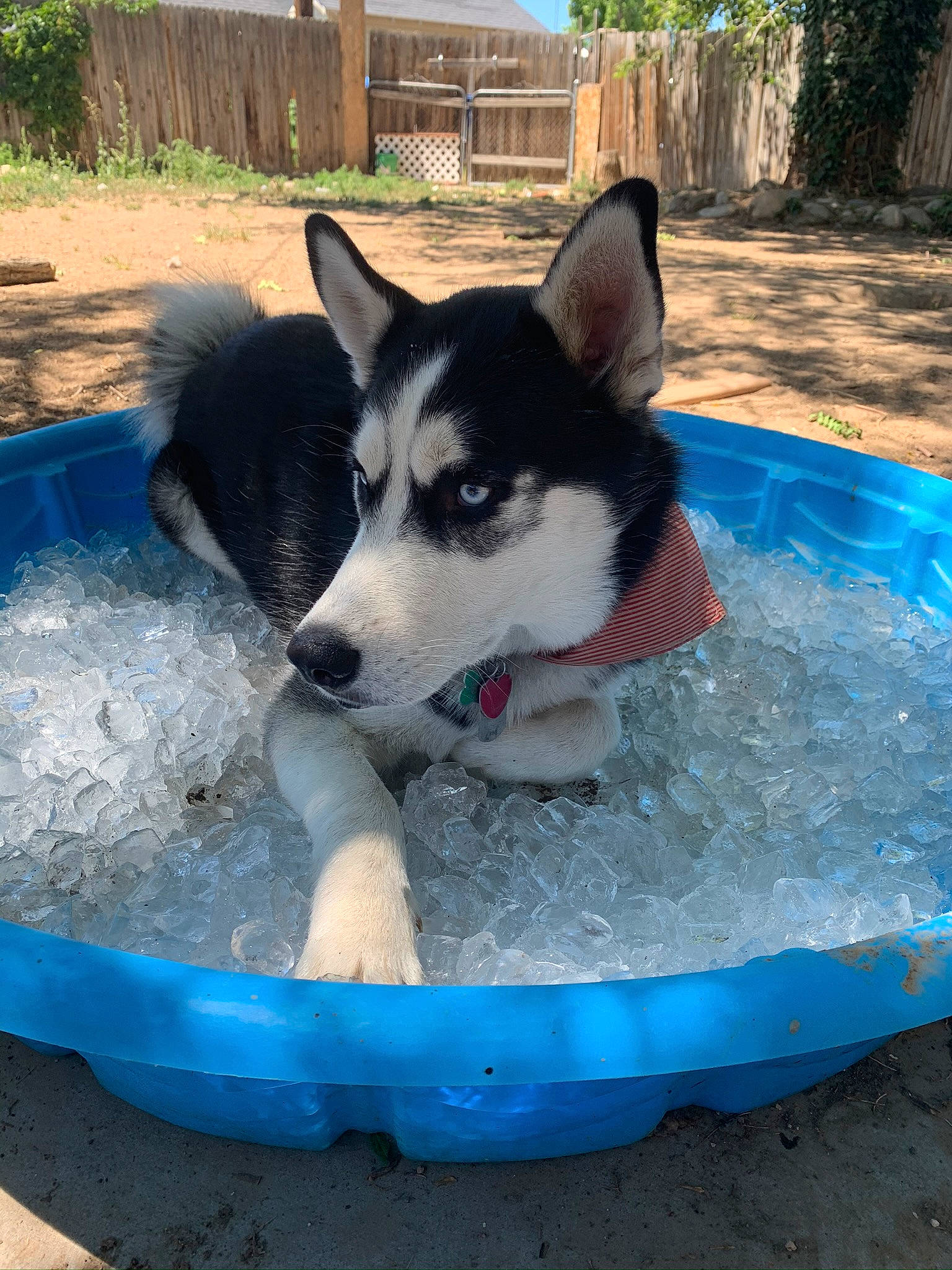 Sokka joined the competition — help win amazing prizes! backyard, blue, canidae, carnivore, dog, dog_breed, dog_sports, dog_supply, herding_dog, mammal, pet_supply, shade, snout, sporting_group, vertebrate, working_animal, working_dog, yard