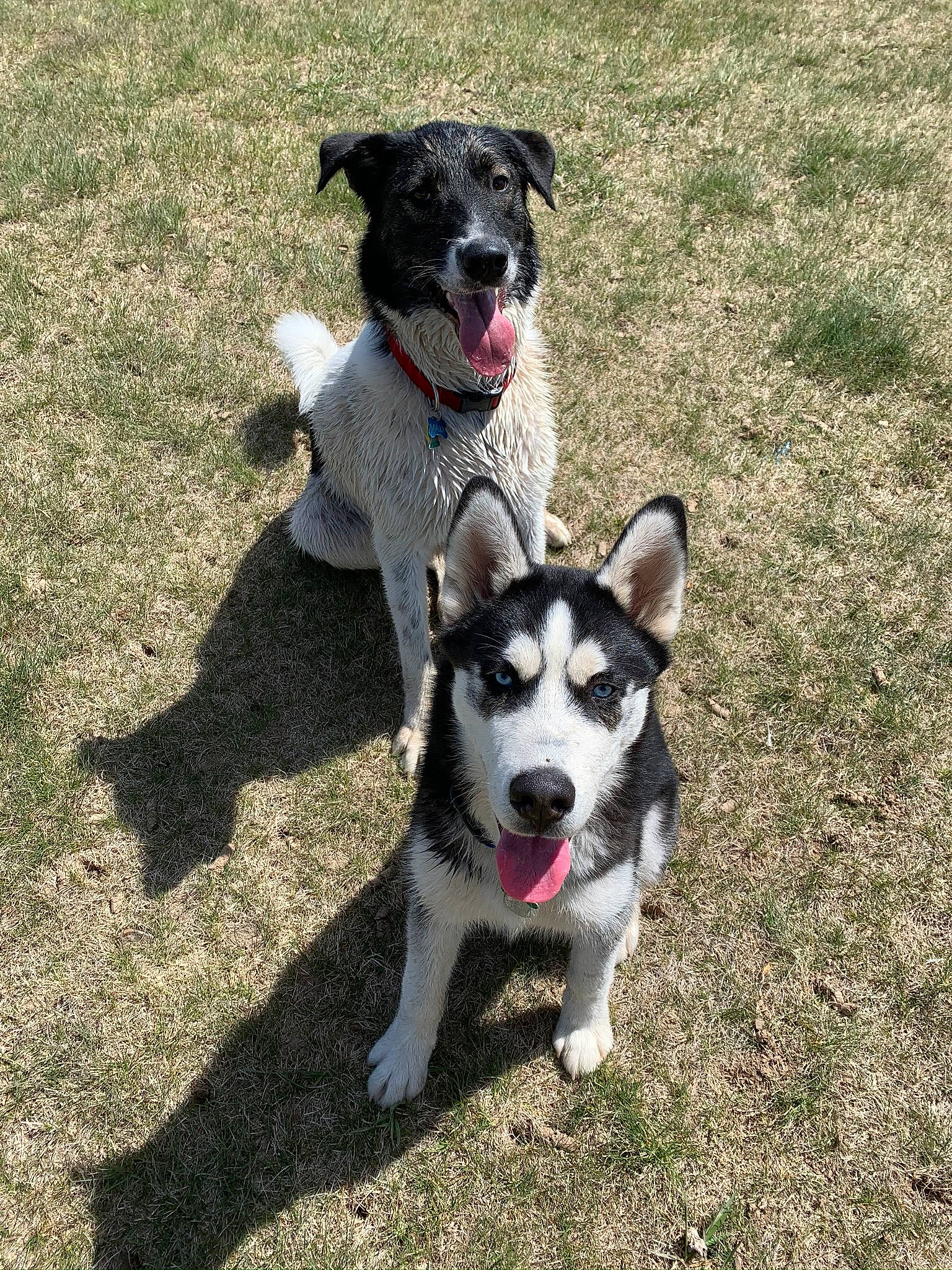 Sokka is registered to the contest to win money with this photo: canidae, carnivore, collar, companion_dog, dog, dog_breed, dog_collar, dog_supply, fur, pet_supply, shadow, sled_dog, snout, sporting_group, tail, vertebrate, working_animal, working_dog