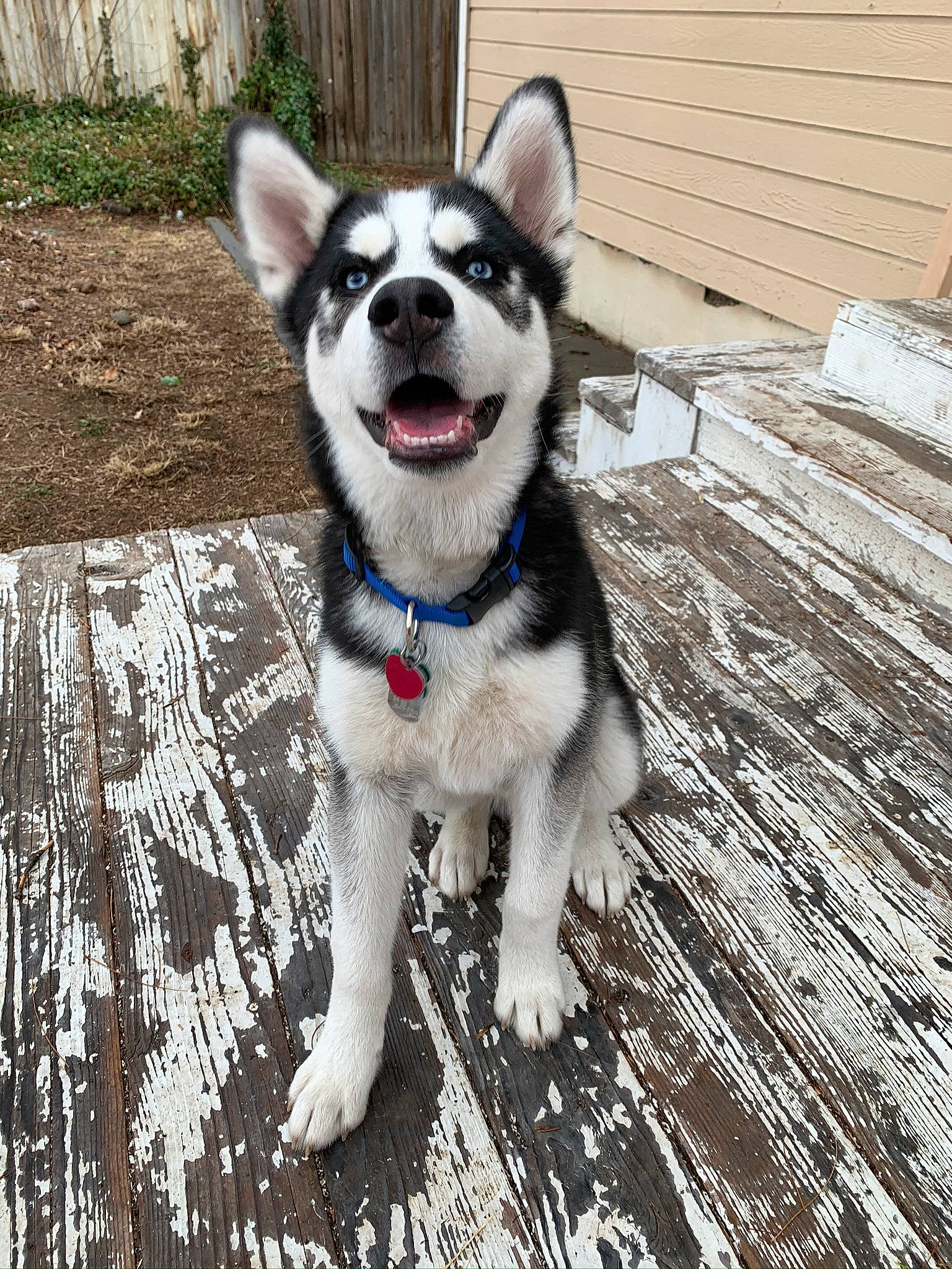 Sokka is registered to the contest to win money with this photo: alaskan_klee_kai, alaskan_malamute, canidae, carnivore, dog, dog_breed, labrador_husky, mammal, miniature_siberian_husky, native_american_indian_dog, northern_inuit_dog, rare_breed_dog, sakhalin_husky, seppala_siberian_sleddog, siberian_husky, sled_dog, snout, sporting_group, tamaskan_dog, vertebrate