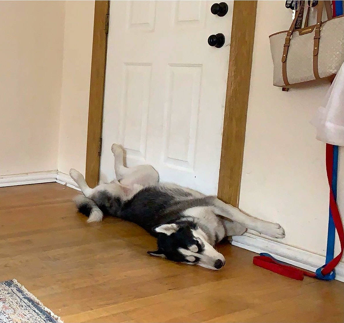 Sokka joined the competition — help win amazing prizes! canidae, carnivore, companion_dog, dog, dog_breed, door, floor, flooring, fur, hardwood, laminate_flooring, paw, snout, sporting_group, tail, terrestrial_animal, wood, wood_flooring, wood_stain, working_animal