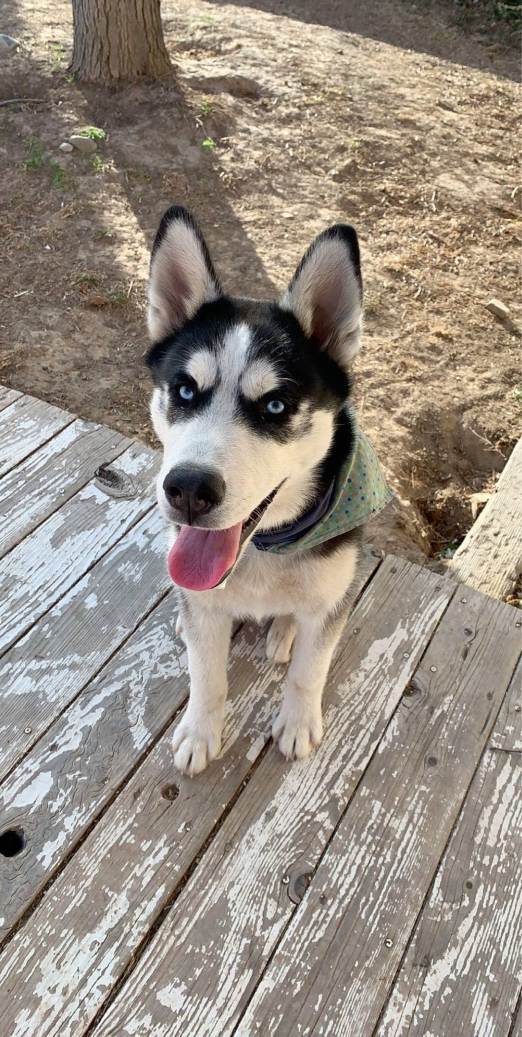 Sokka is registered to the contest to win money with this photo: canidae, carnivore, collar, companion_dog, deck, dog, dog_breed, dog_collar, hardwood, plank, sled_dog, snout, sporting_group, wood, wood_flooring, wood_stain, working_animal, working_dog