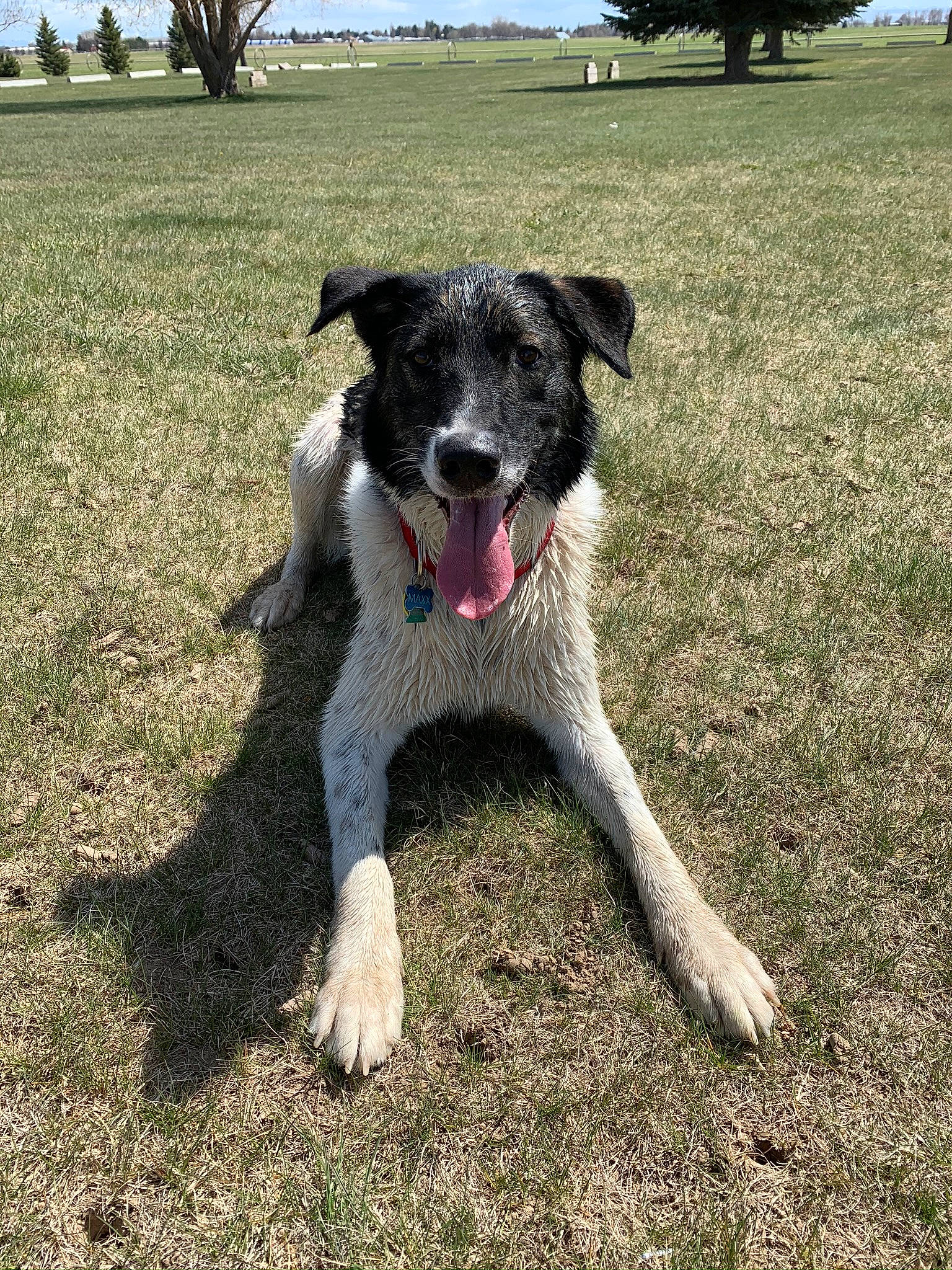 Maxx joined the competition — help win amazing prizes! canidae, carnivore, companion_dog, dog, dog_breed, field, fur, grass_family, hunting_dog, pasture, plain, plantation, prairie, snout, sporting_group, tail, working_animal, working_dog
