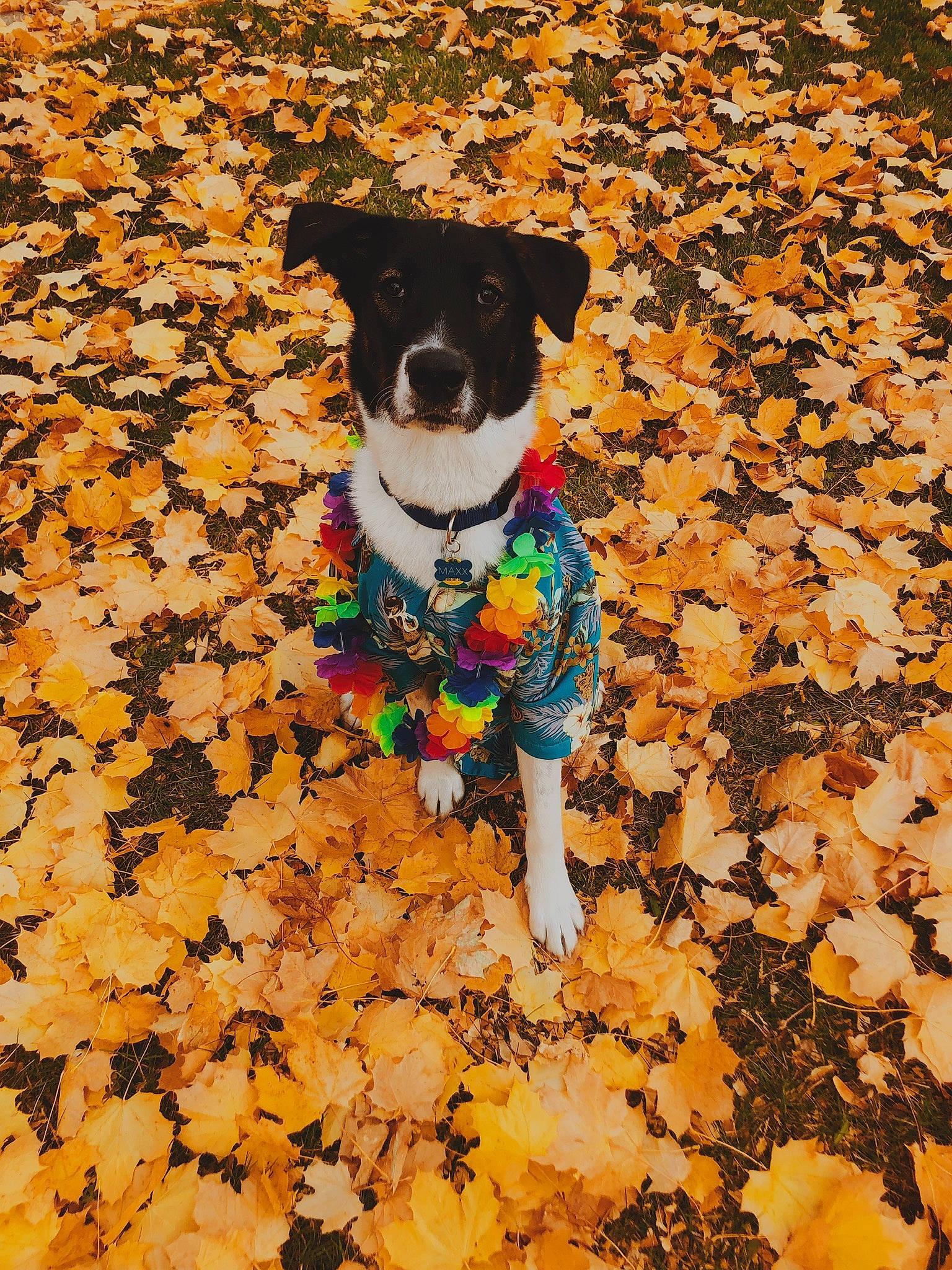 Maxx is registered to the contest to win money with this photo: autumn, canidae, carnivore, collar, companion_dog, deciduous, dog, dog_breed, dog_clothes, dog_collar, dog_supply, leaf, mammal, pet_supply, snout, sporting_group, working_animal, working_dog