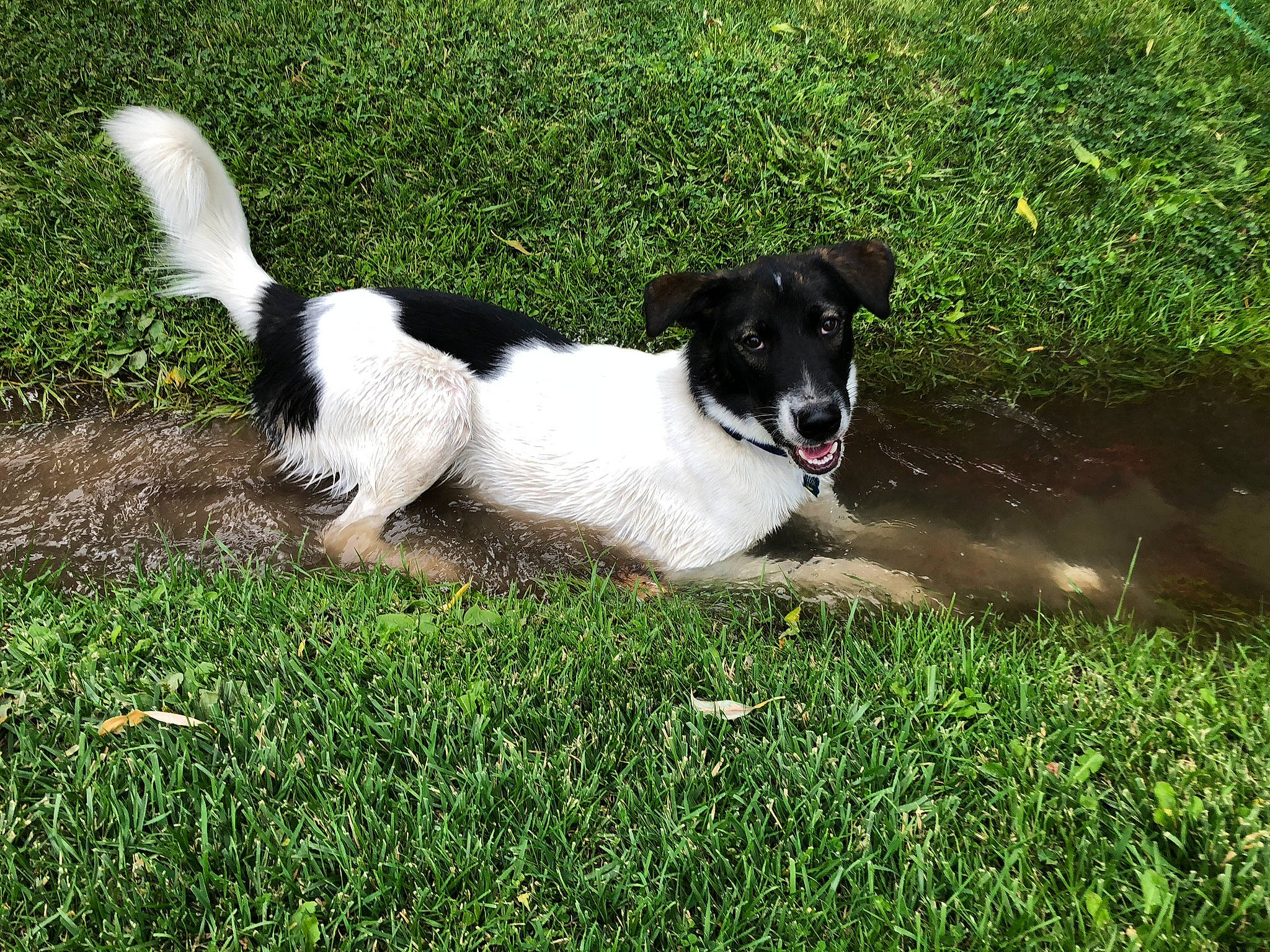 Maxx joined the competition — help win amazing prizes! borador, canidae, carnivore, collar, companion_dog, dog, dog_breed, dog_collar, grass, grass_family, hunting_dog, snout, sporting_group, tail, terrestrial_animal, working_animal, working_dog