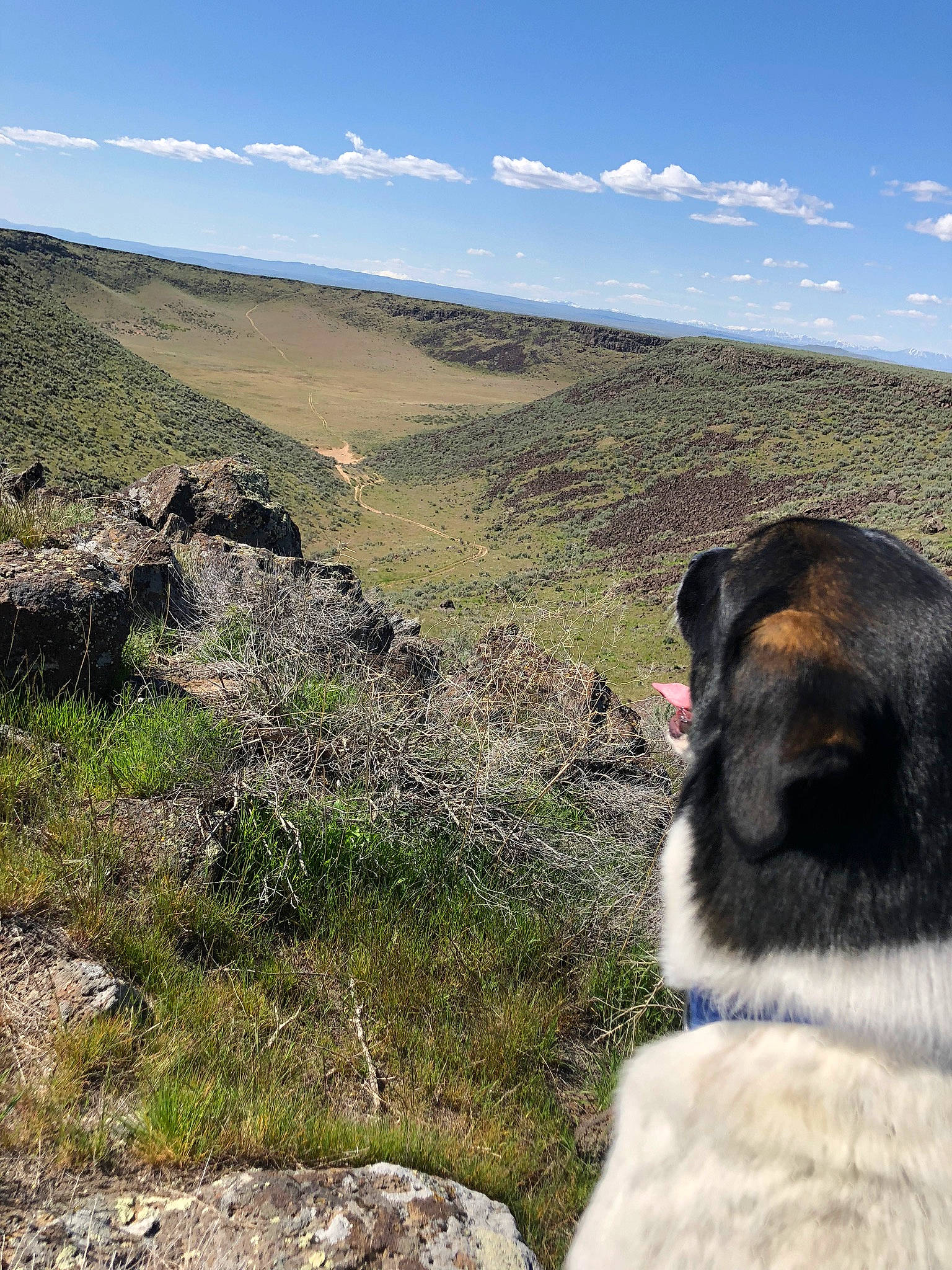 Maxx is registered to the contest to win money with this photo: canidae, carnivore, chaparral, companion_dog, dog, dog_breed, ecoregion, fell, grassland, meadow, pasture, prairie, savanna, shrubland, snout, sporting_group, steppe, tundra, working_animal, working_dog