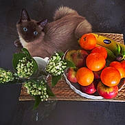 Moka participe au concours pour gagner de l'argent avec cette photo : cat, siamese_cat, blue_eyes, fruit_bowl, apples, oranges, bananas, flowers, lily_of_the_valley, table, woven_mat, still_life, domestic_animal, pet, indoor, cozy, colorful, nature, relaxing, cute