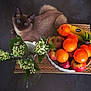 cat, siamese_cat, blue_eyes, fruit_bowl, apples, oranges, bananas, flowers, lily_of_the_valley, table, woven_mat, still_life, domestic_animal, pet, indoor, cozy, colorful, nature, relaxing, cute