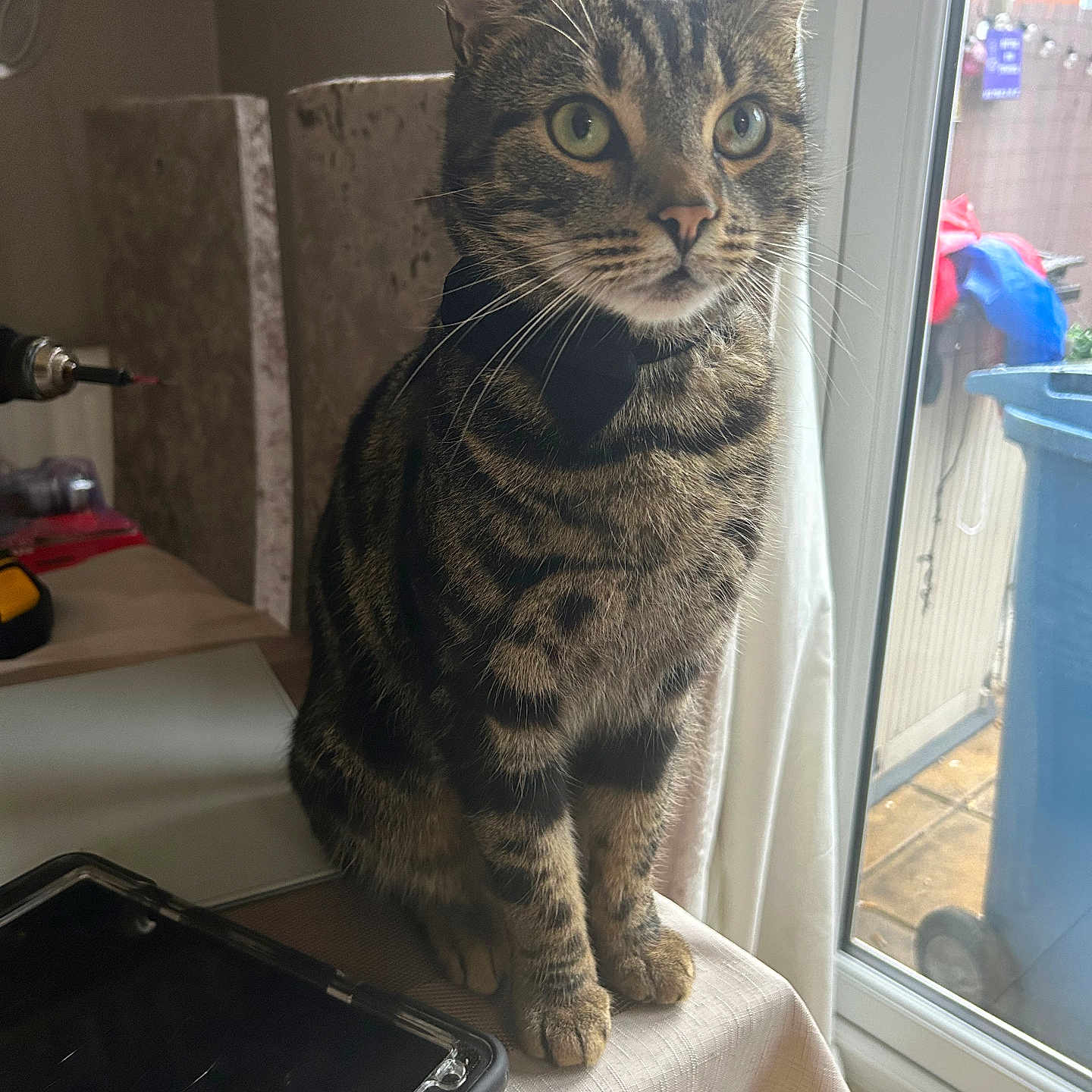 Jasper is registered to the contest to win money with this photo: animal, bowtie, cat, close_up, collar, curious, curtain, domestic, feline, fur, green_eyes, home, indoor, pet, sitting, tabby, table, tablet, whiskers, window