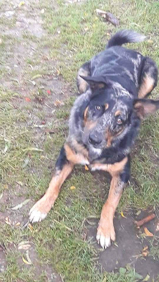 Popeye a rejoint le concours — aidez-le/la à gagner de superbes lots ! carlin_pinscher, carnivore, companion_dog, dog, dog_breed, grass, guard_dog, sporting_group, terrestrial_animal, working_animal, working_dog