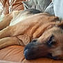 animal, arm, brown, canine, closeup, comfort, couch, cozy, dog, fur, german_shepherd, home, indoor, leather, person, pet, pillow, relaxed, resting, sleeping