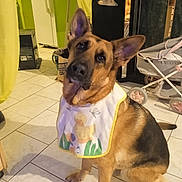 Maloya participe au concours pour gagner de l'argent avec cette photo : animal, bib, black, brown, curious, cute, dog, domestic, ears, floor, furniture, german_shepherd, head_tilt, home, indoor, pet, portrait, sitting, stroller, tile_floor