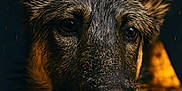 Eden participe au concours pour gagner de l'argent avec cette photo : animal, bokeh, canine, close_up, dark_background, dog, ears, eyes, face, fur, german_shepherd, golden_lights, intense_gaze, majestic, muzzle, pet, portrait, snout, warm_lighting, whiskers