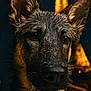 animal, bokeh, canine, close_up, dark_background, dog, ears, eyes, face, fur, german_shepherd, golden_lights, intense_gaze, majestic, muzzle, pet, portrait, snout, warm_lighting, whiskers