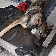 Eden a rejoint le concours — aidez-le/la à gagner de superbes lots ! black_dog, brown_dog, canine, couch, dog, domestic, fur, furniture, household, indoor, living_room, nap, pet, relaxation, resting, sleeping, tape, tiled_floor, two_dogs, worn_out