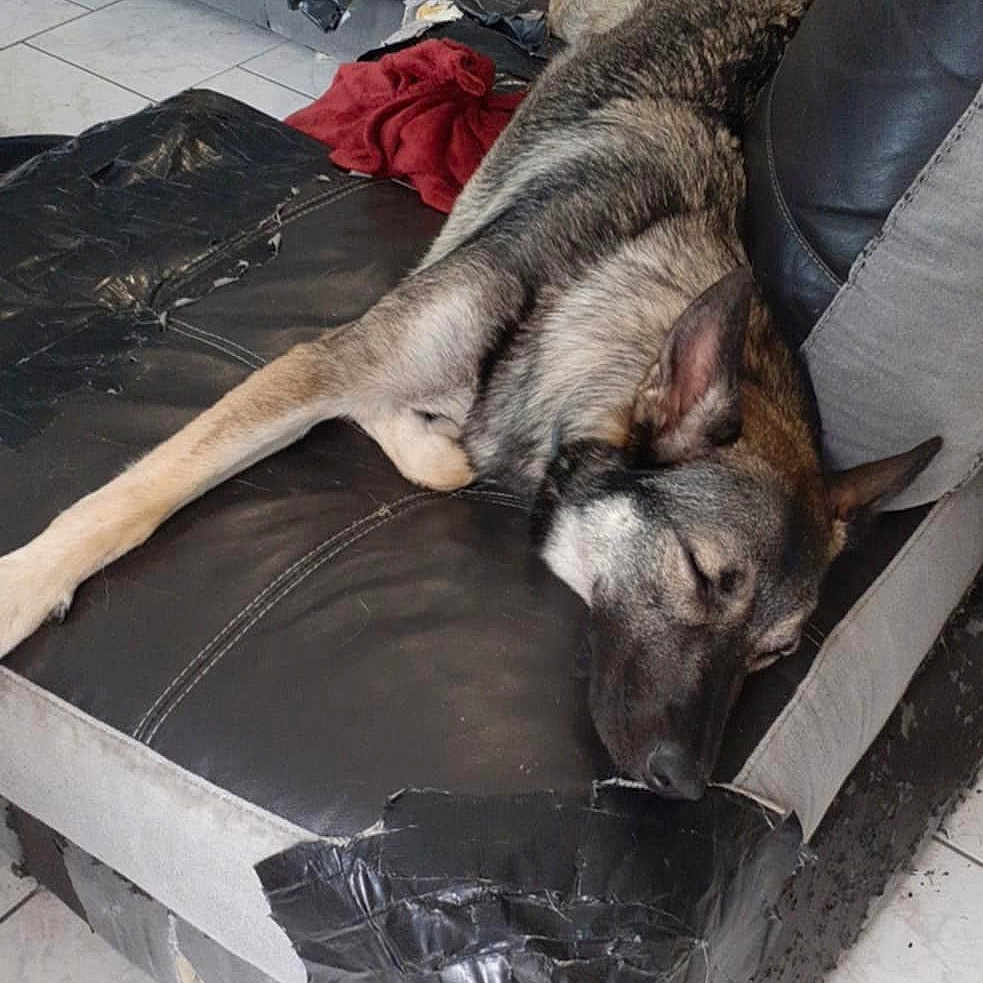 Eden a rejoint le concours — aidez-le/la à gagner de superbes lots ! black_dog, brown_dog, canine, couch, dog, domestic, fur, furniture, household, indoor, living_room, nap, pet, relaxation, resting, sleeping, tape, tiled_floor, two_dogs, worn_out