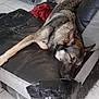 Eden a rejoint le concours — aidez-le/la à gagner de superbes lots ! black_dog, brown_dog, canine, couch, dog, domestic, fur, furniture, household, indoor, living_room, nap, pet, relaxation, resting, sleeping, tape, tiled_floor, two_dogs, worn_out