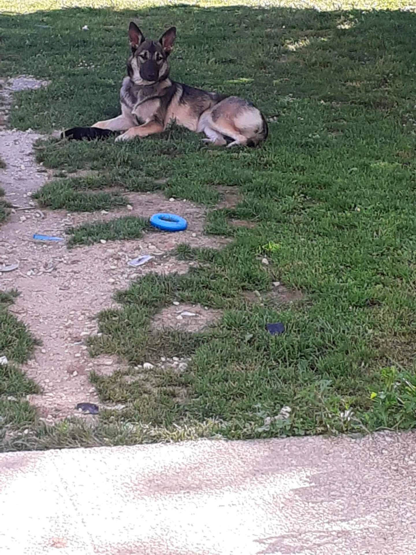 animal, backyard, ball, canine, dog, football, germanshepherd, grass, husky, nature, outdoors, path, pet, plant, puppy, sidewalk, soccer, soccerball, sport, yard
