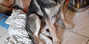 Eden a rejoint le concours — aidez-le/la à gagner de superbes lots ! animal, architecture, blanket, building, canine, chihuahua, dog, germanshepherd, herbal, herbs, hound, husky, indoors, pet, plant, pottedplant, puppy, slate, tile, wood