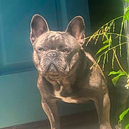 Diesel joined the competition — help win amazing prizes! dog, french_bulldog, pet, canine, animal, standing, sunlight, door, greenery, leaf, outdoor, guard_dog, alert, ears, snout, paw, brown, shadow, close_up, portrait
