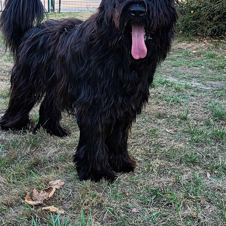 Tilou