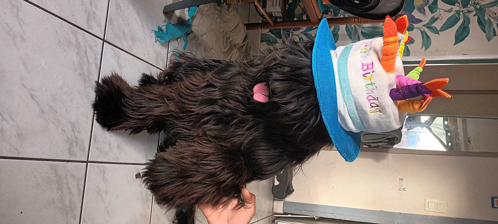 Tilou participe au concours pour gagner de l'argent avec cette photo : animal_product, dog_breed, fashion_accessory, fur, hat, natural_material, sporting_group, tail, textile, working_animal